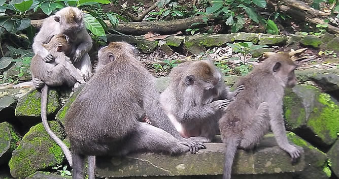 Ubud Monkey Forest