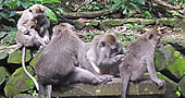 Ubud Monkey Forest